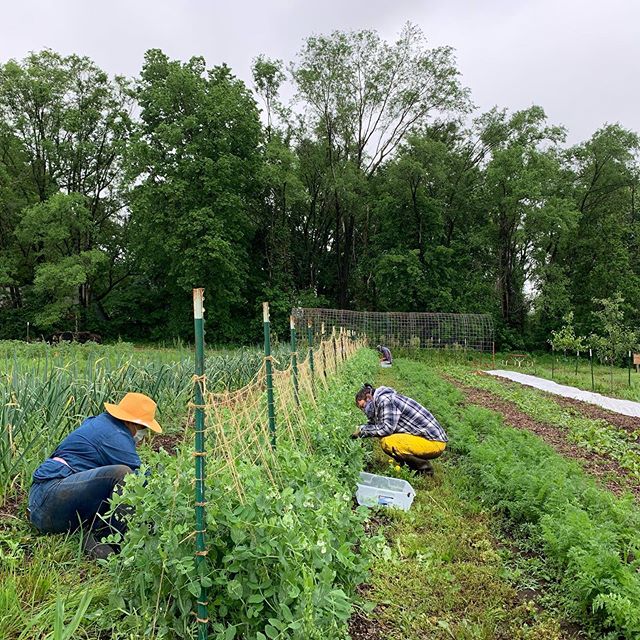 KC Farm School at Gibbs Road | 4223 Gibbs Rd, Kansas City, KS 66106, USA | Phone: (913) 313-8456