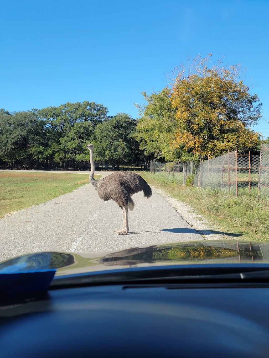 Fossil Rim Wildlife Center | 2299 Co Rd 2008, Glen Rose, TX 76043, USA | Phone: (254) 897-2960