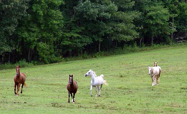 Routh Horse Ranch LLC | 3113 Routh Rd, Franklinville, NC 27248 | Phone: (336) 824-2670