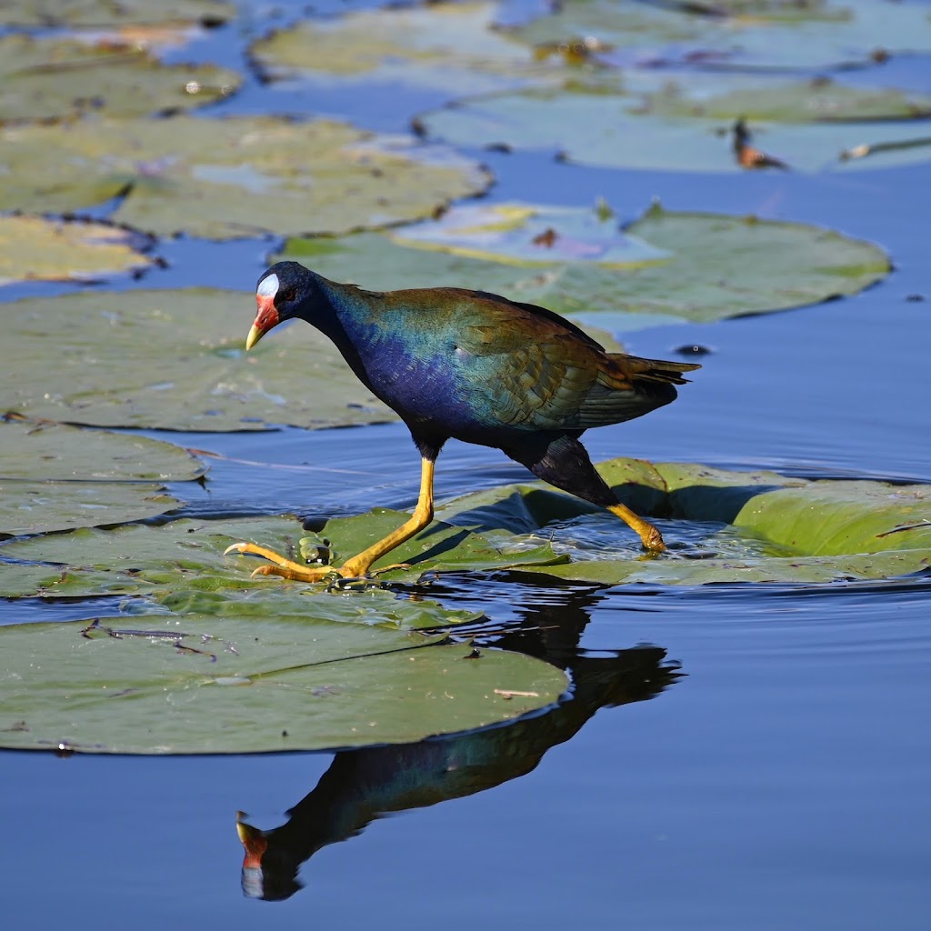 Archaeopteryx Birding and Nature Tours | 1309 Oak Valley Blvd, Minneola, FL 34715, USA | Phone: (609) 553-0757