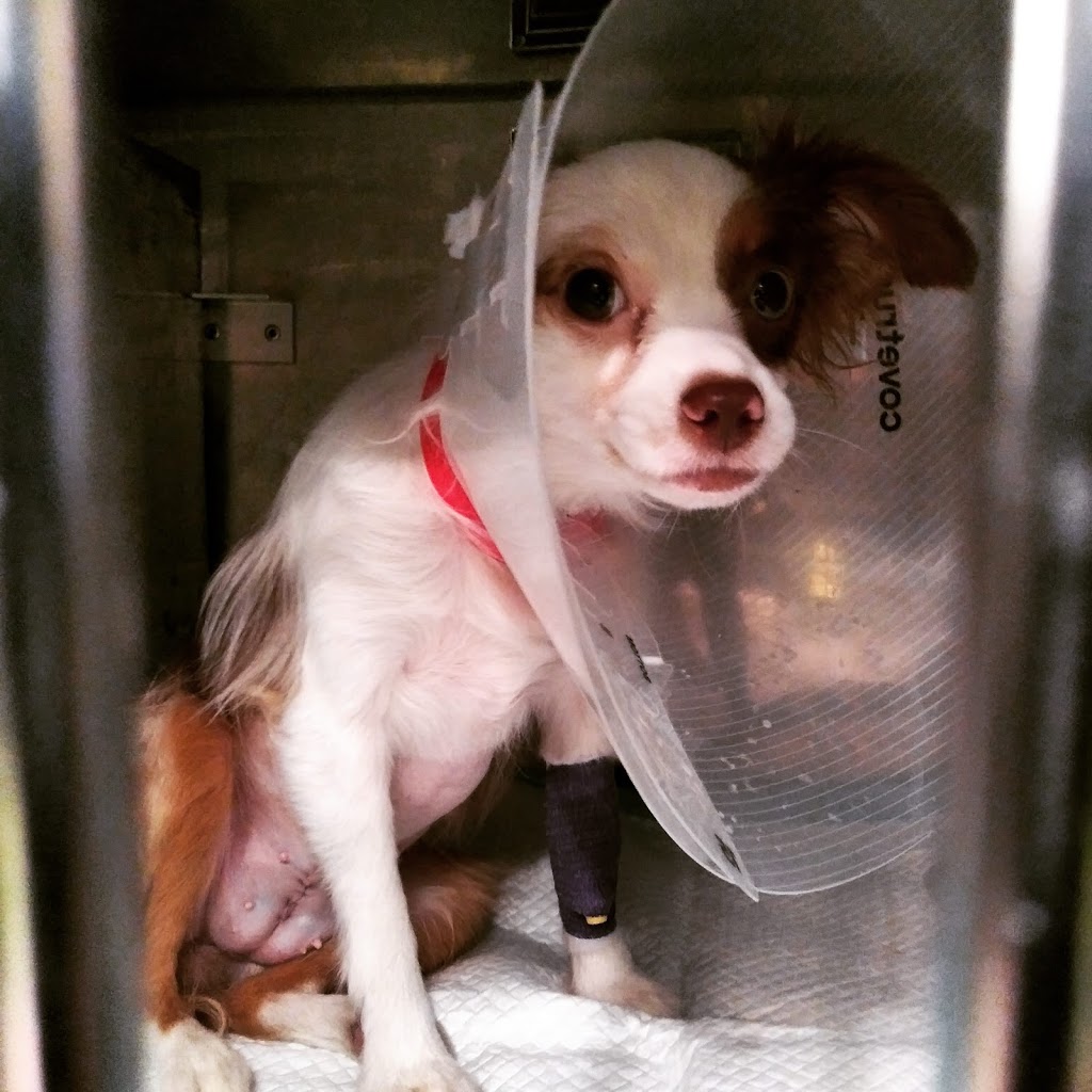 AmbuVet Pet Ambulance | 3449 81st St, Jackson Heights, NY 11372, USA | Phone: (800) 262-8838