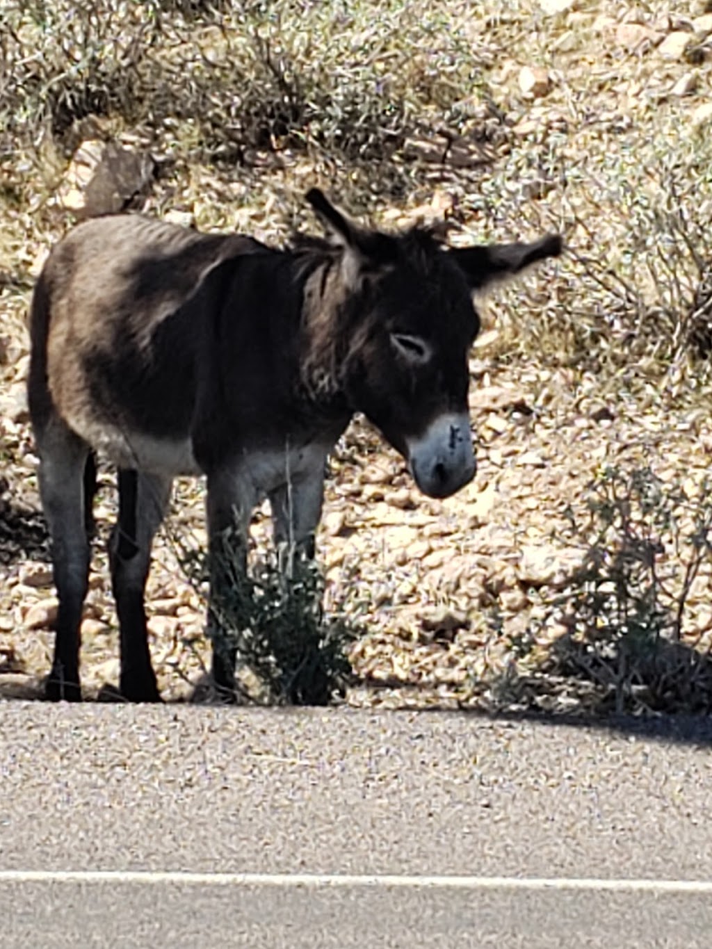 Desert Tortoise Campground | Peoria, AZ 85383, USA | Phone: (928) 501-1710