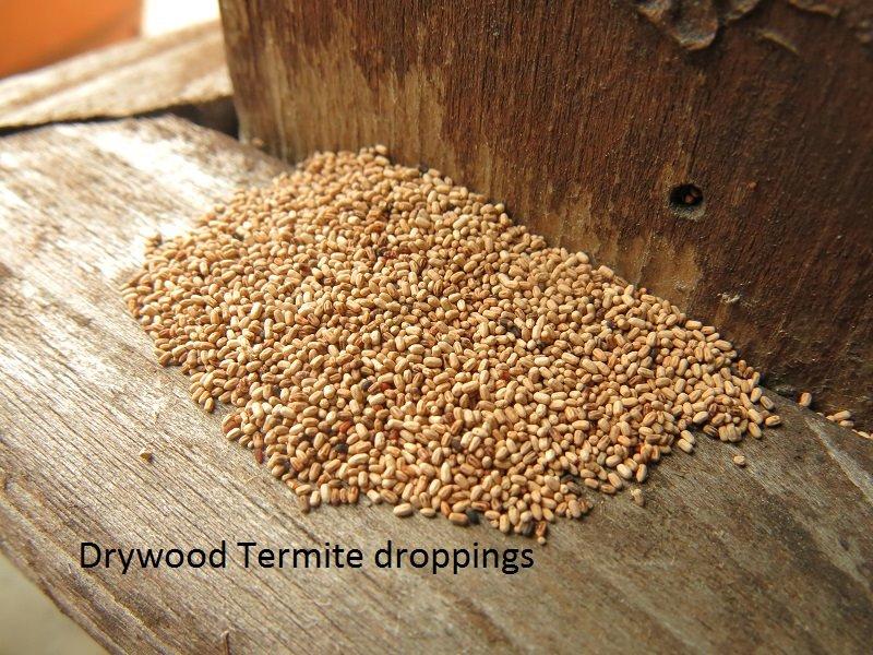 Pinellas Termite and Pest Control Inc. | 12353 91st Terrace, Seminole, FL 33772, USA | Phone: (727) 488-4868