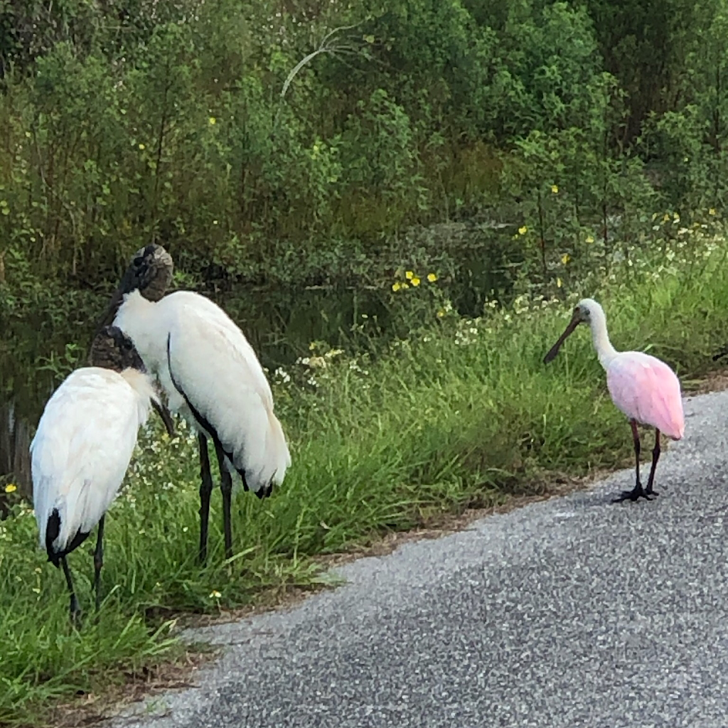 Marsh Landing Adventures / Orlando Airboat Tours | 2830 Neptune Rd, Kissimmee, FL 34744, USA | Phone: (407) 572-3561