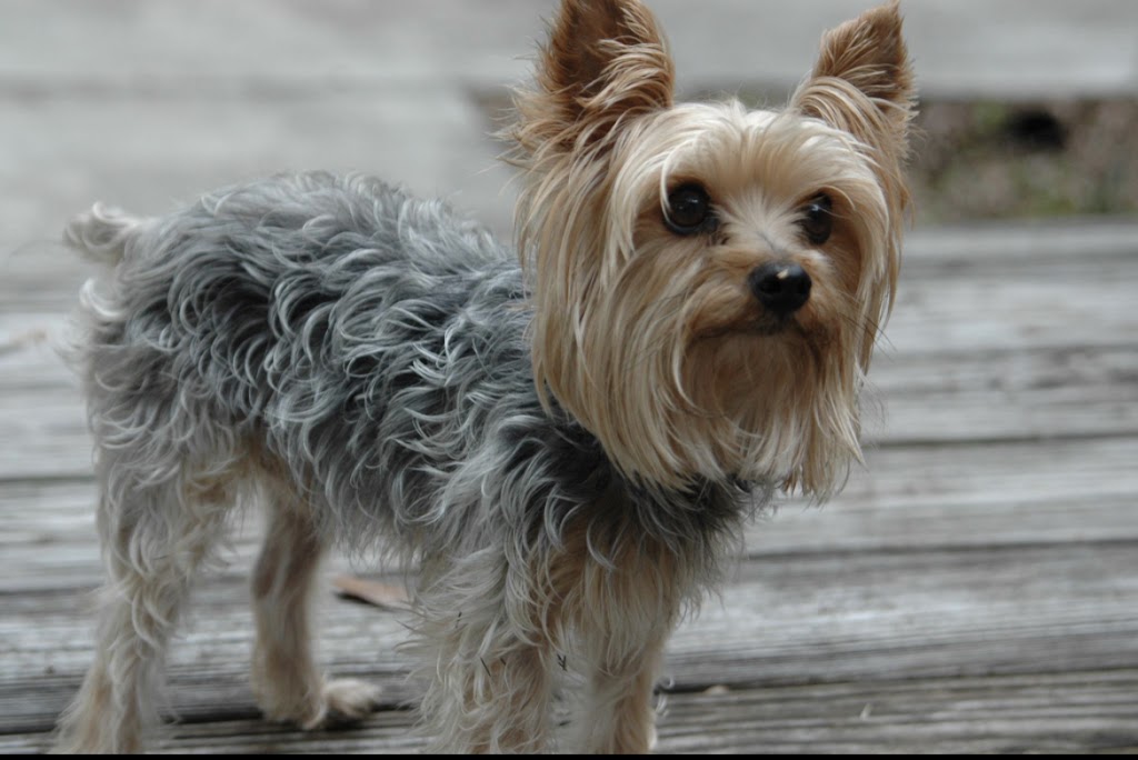 Forever Vets Animal Hospital of Murabella Parkway | 74 Capulet Dr Suite 204, St. Augustine, FL 32092, USA | Phone: (904) 679-3432