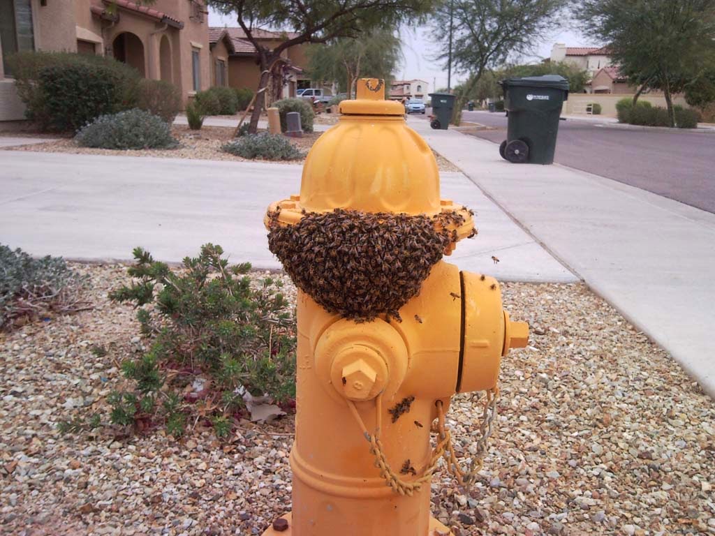 Phoenix Bee Removal | 9665 E Del Monte Ave, Gold Canyon, AZ 85118, USA | Phone: (480) 612-1620