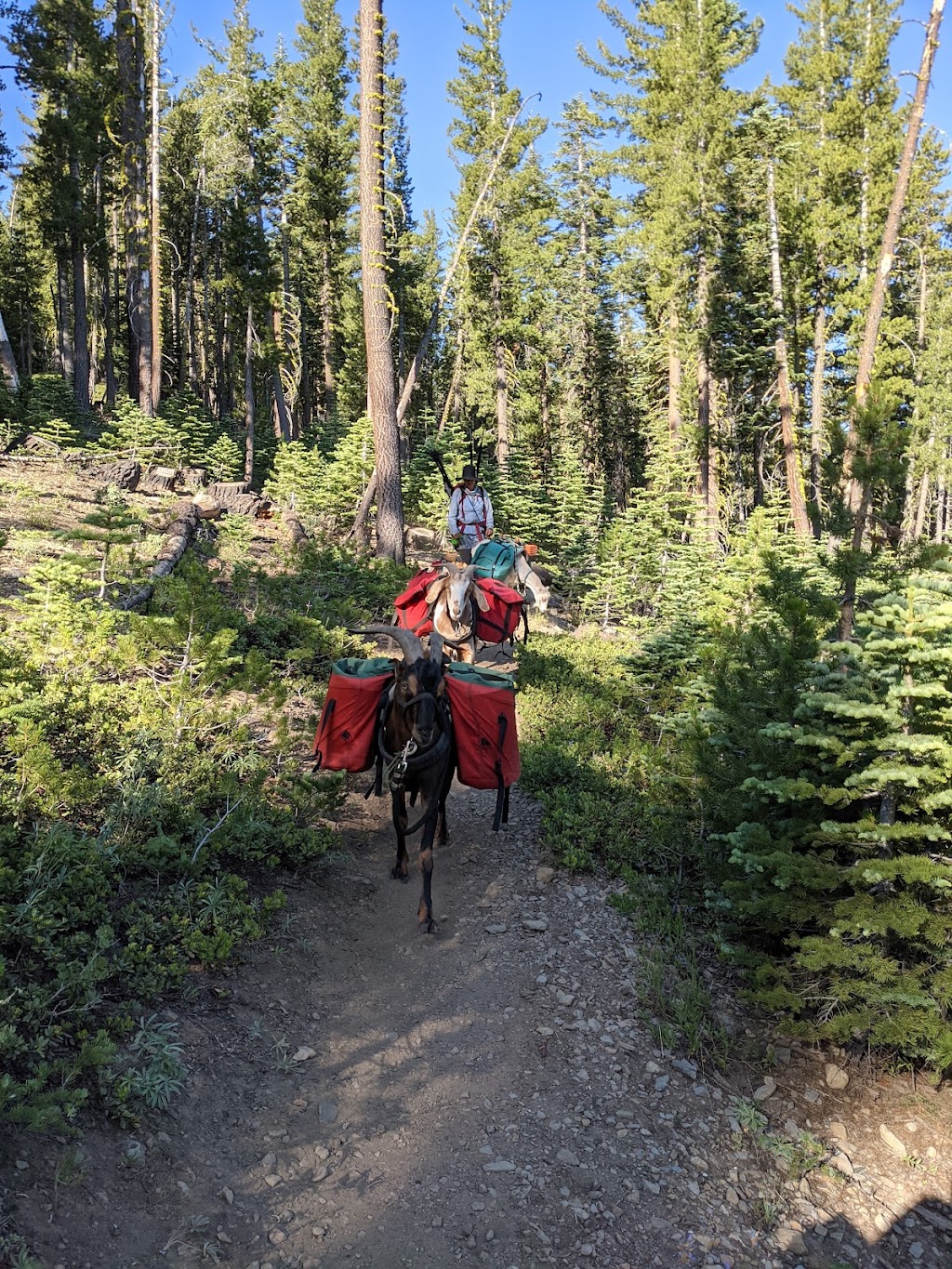 High Sierra Pack Goats | 241 Heidi Cir, Carson City, NV 89701, USA | Phone: (775) 315-3719