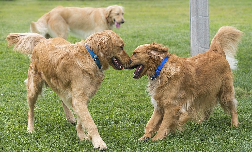 Homeward Bound Golden Retriever Rescue & Sanctuary | 7495 Natomas Rd, Elverta, CA 95626, USA | Phone: (916) 655-1410