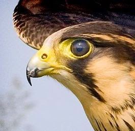 Falcon Pottery & Art Studio | 10819 Loma Del Sol Dr, El Paso, TX 79934, USA | Phone: (915) 261-5137