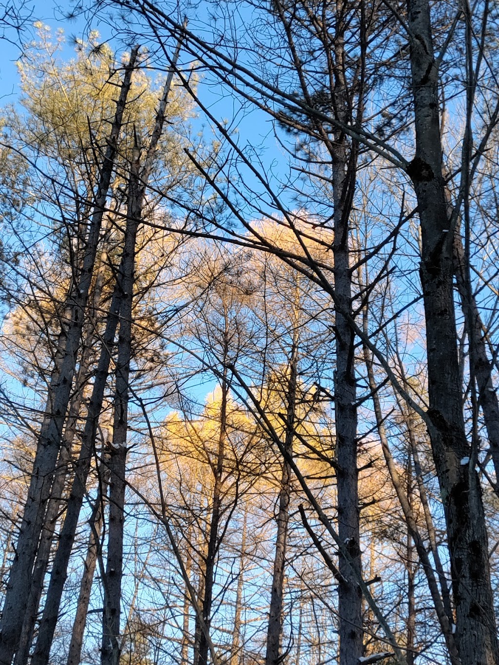 Hanging Bog Wildlife Management Area | Caneadea, NY 14717, USA | Phone: (716) 372-0645