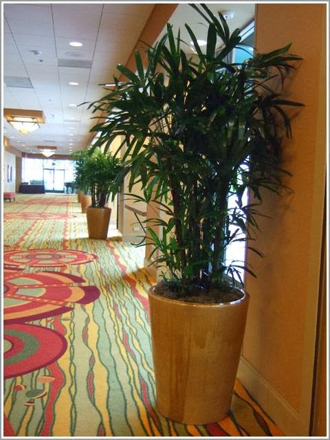 Plantopia Inc - Indoor Plant Maintenance - Affordable Design & Installation | 1611 Cirque Ct, Encinitas, CA 92024, USA | Phone: (800) 690-7875