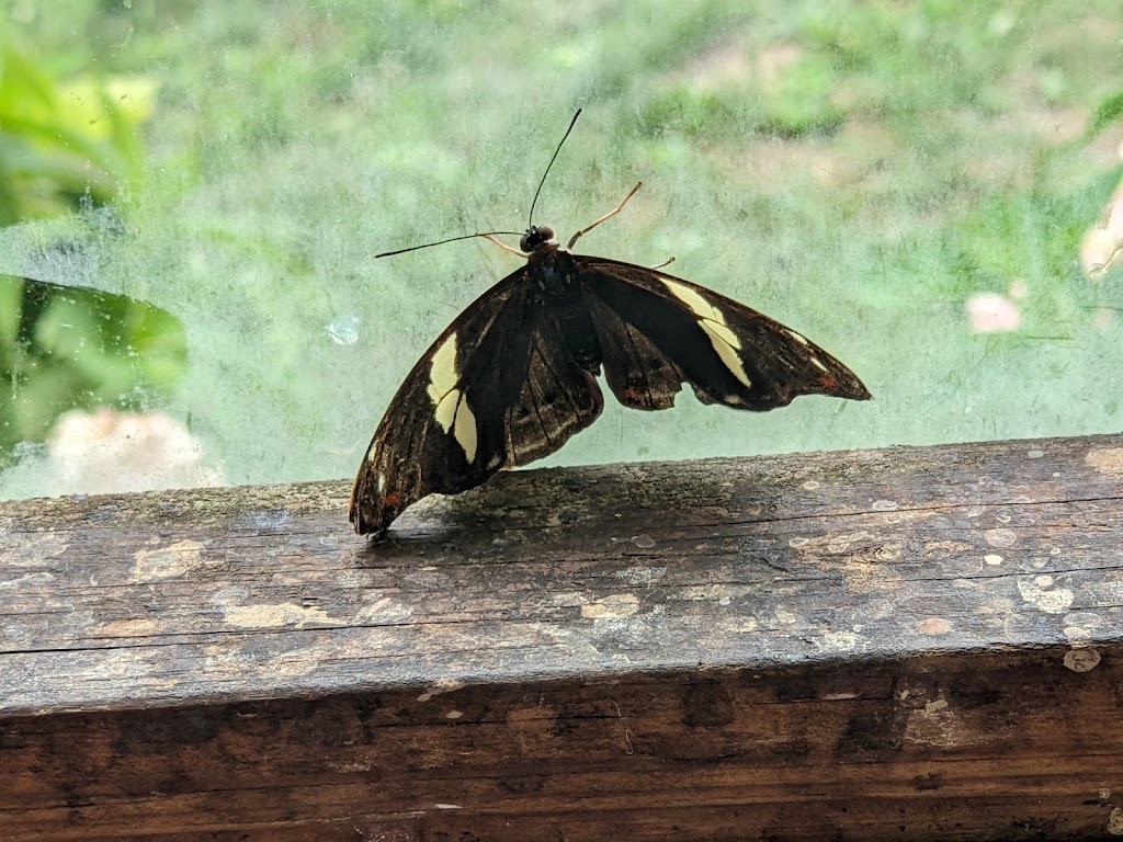 Butterfly House | 979 Catawba Ave, Put-In-Bay, OH 43456, USA | Phone: (419) 285-2446