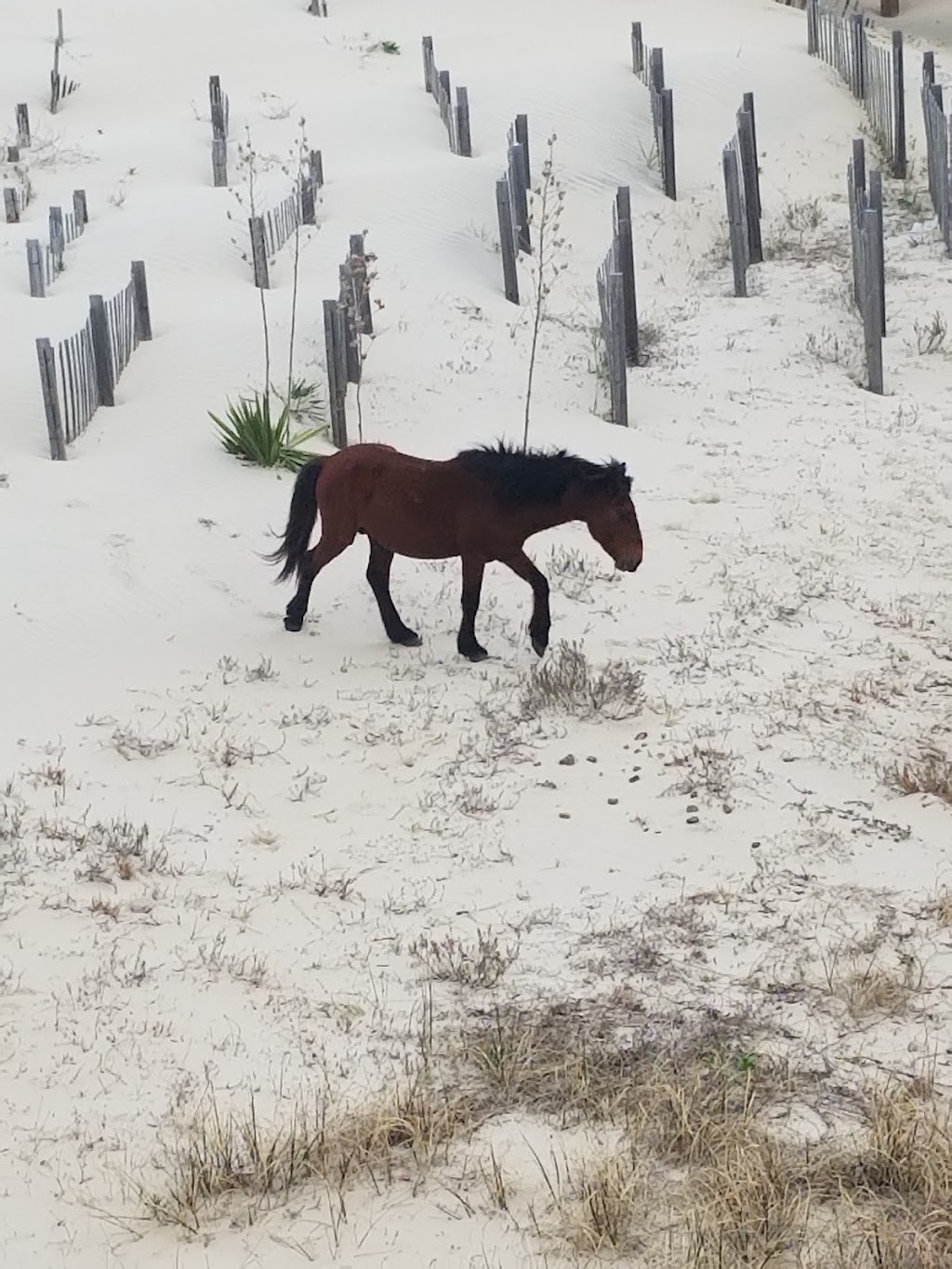 The Weathervane | 1966 Sandfiddler Rd, Corolla, NC 27927, USA | Phone: (252) 435-3970