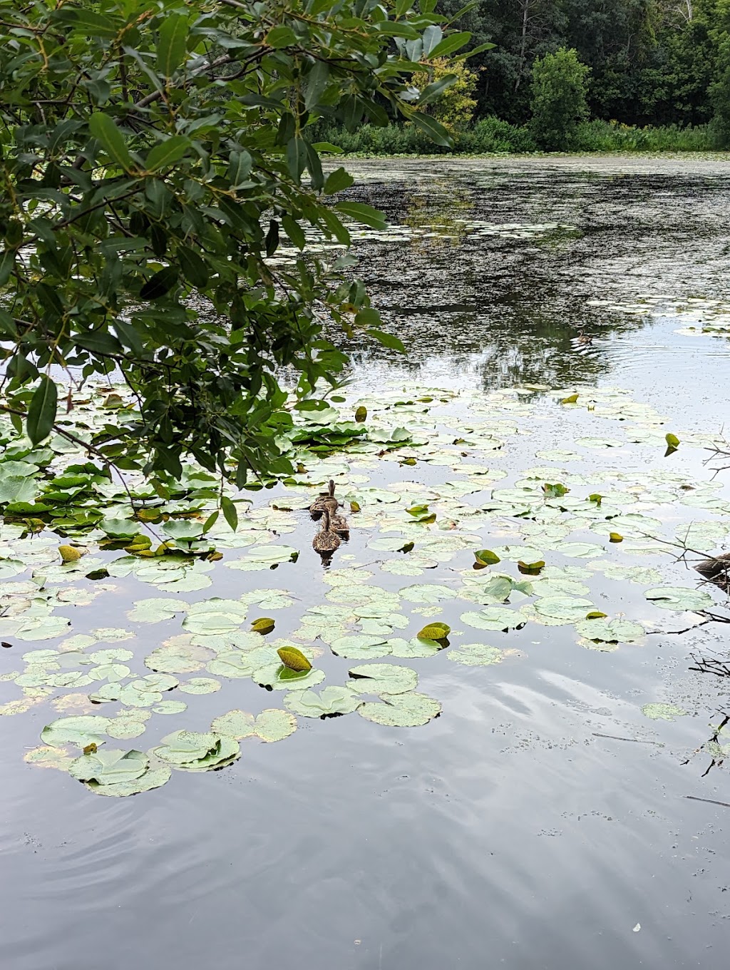 Epiphany Pond Park | 1475 106th Ave NW, Coon Rapids, MN 55433, USA | Phone: (763) 755-2880
