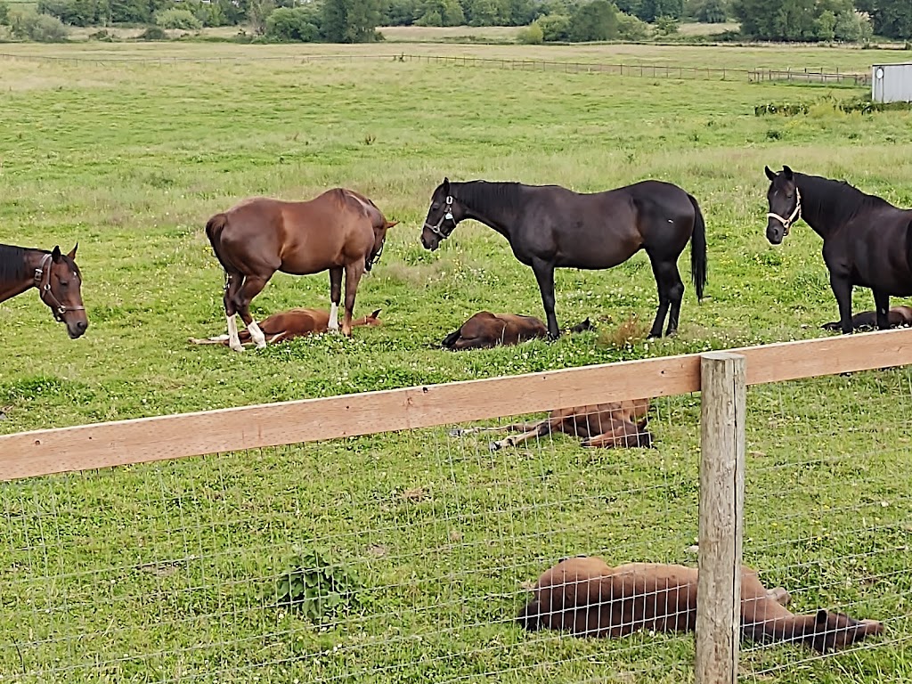 Johnson Family Farm | 21931 SE 424th St, Enumclaw, WA 98022, USA | Phone: (217) 553-4956