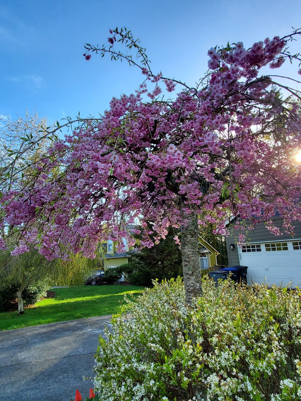 Strawberry Community Fields | 2285 NE Hostmark St, Poulsbo, WA 98370, USA | Phone: (360) 779-9898