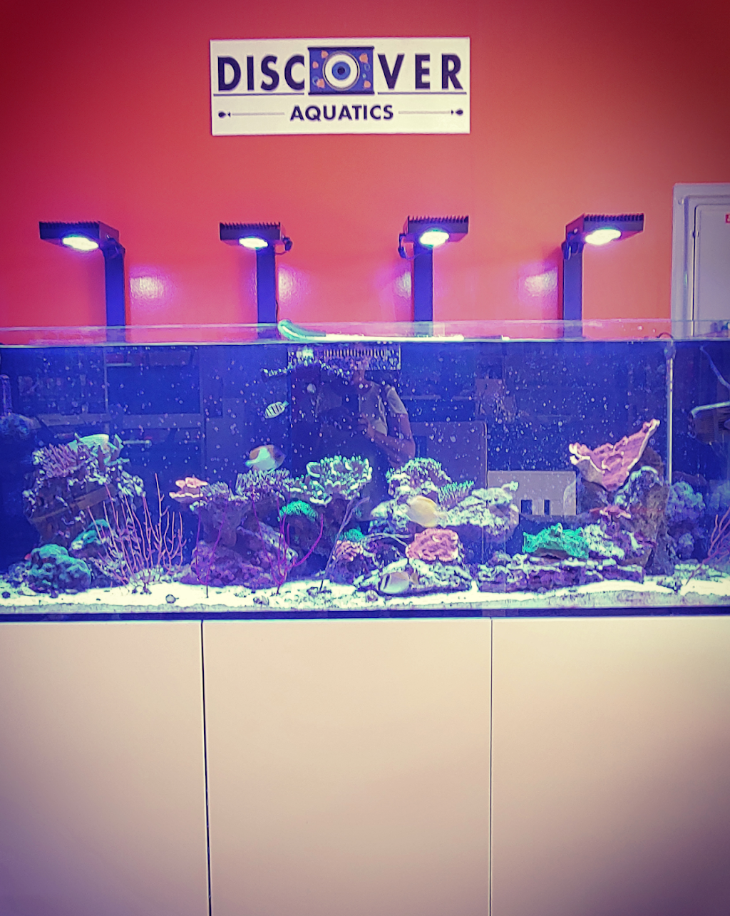 Discover Aquatics Shop | 419 Licking Pike, Newport, KY 41071, USA | Phone: (859) 431-3474