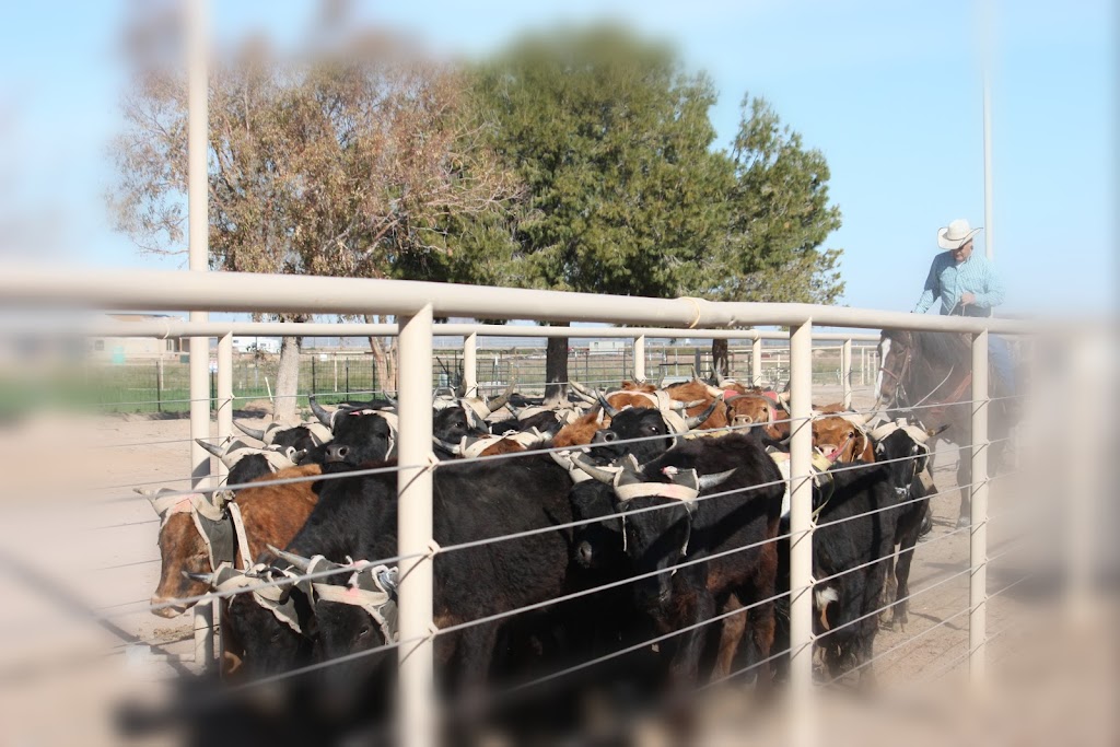 Lonestar Equestrian Team Roping Camp and Ranch Sorting | 350 S Attaway Rd, Coolidge, AZ 85128, USA | Phone: (520) 251-0737