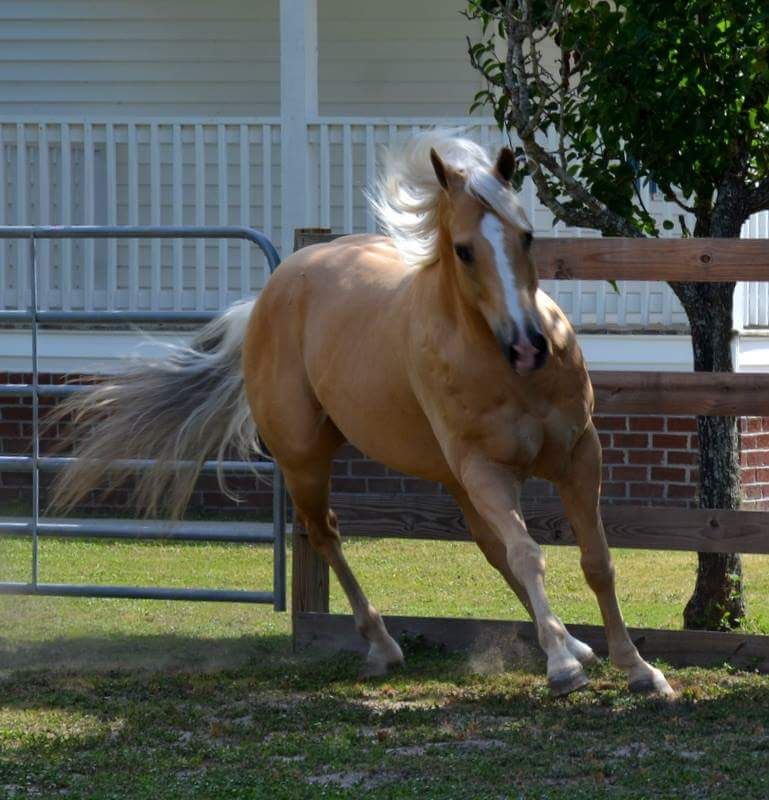 The NC State College of Veterinary Medicine | 1060 William Moore Dr, Raleigh, NC 27606, USA | Phone: (919) 513-6786