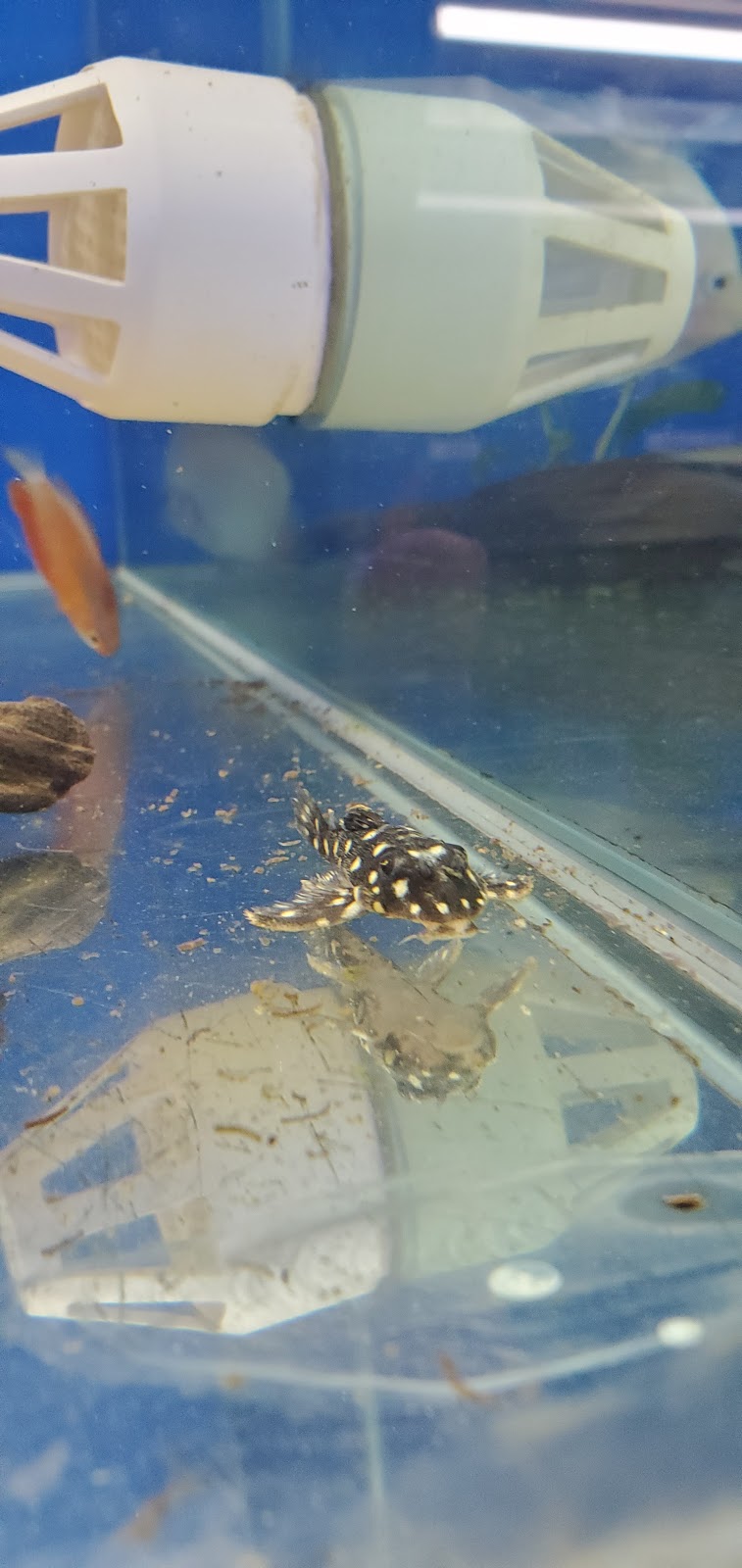 Crabbi Pattis Aquarium Shop | 1100 US-27 #1, Clermont, FL 34714, USA | Phone: (352) 404-8698 Crabbi Pattis Aquarium Shop | 1100 US-27 #1, Clermont, FL 34714, USA | Phone: (352) 404-8698