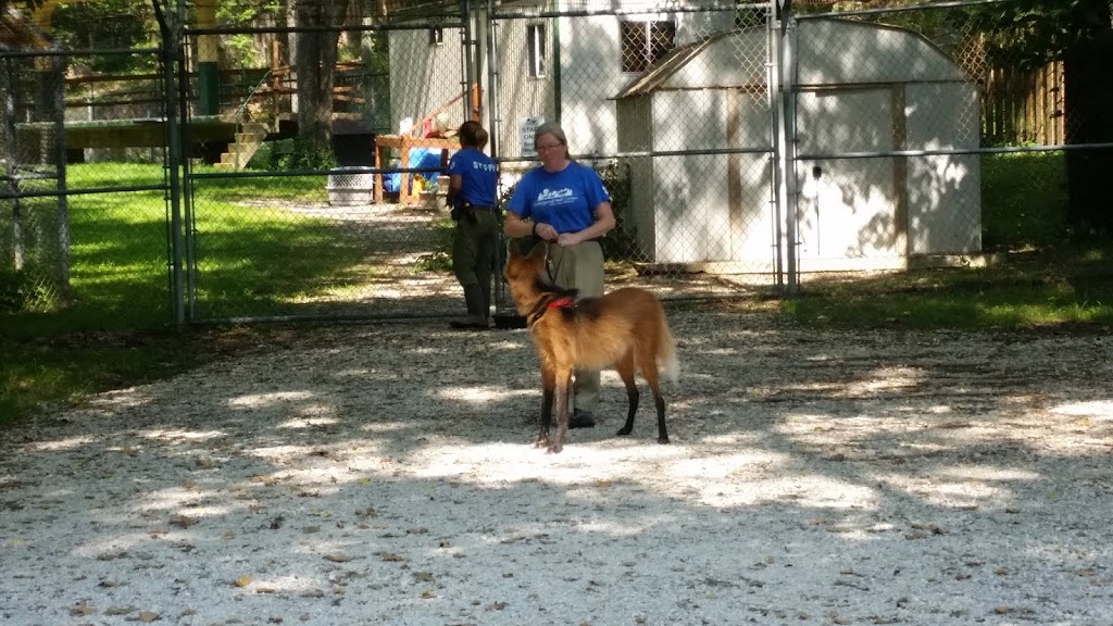 Endangered Wolf Center | 6750 Tyson Valley Rd, Eureka, MO 63025, USA | Phone: (636) 938-5900