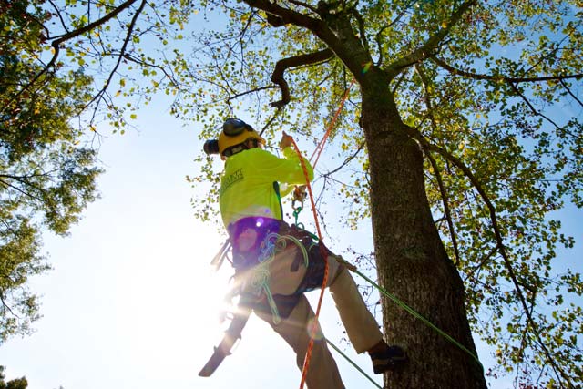 Fall Line Tree Service LLC | 309 Clark Rd, Seale, AL 36875 | Phone: (770) 468-2311