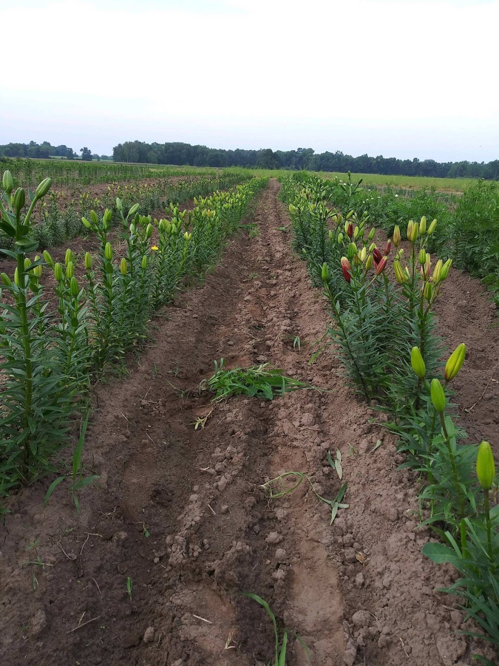 Lus Flowers & Vegetables | 2256 Rosedale Rd, Fremont, NE 68025, USA | Phone: (651) 808-7600