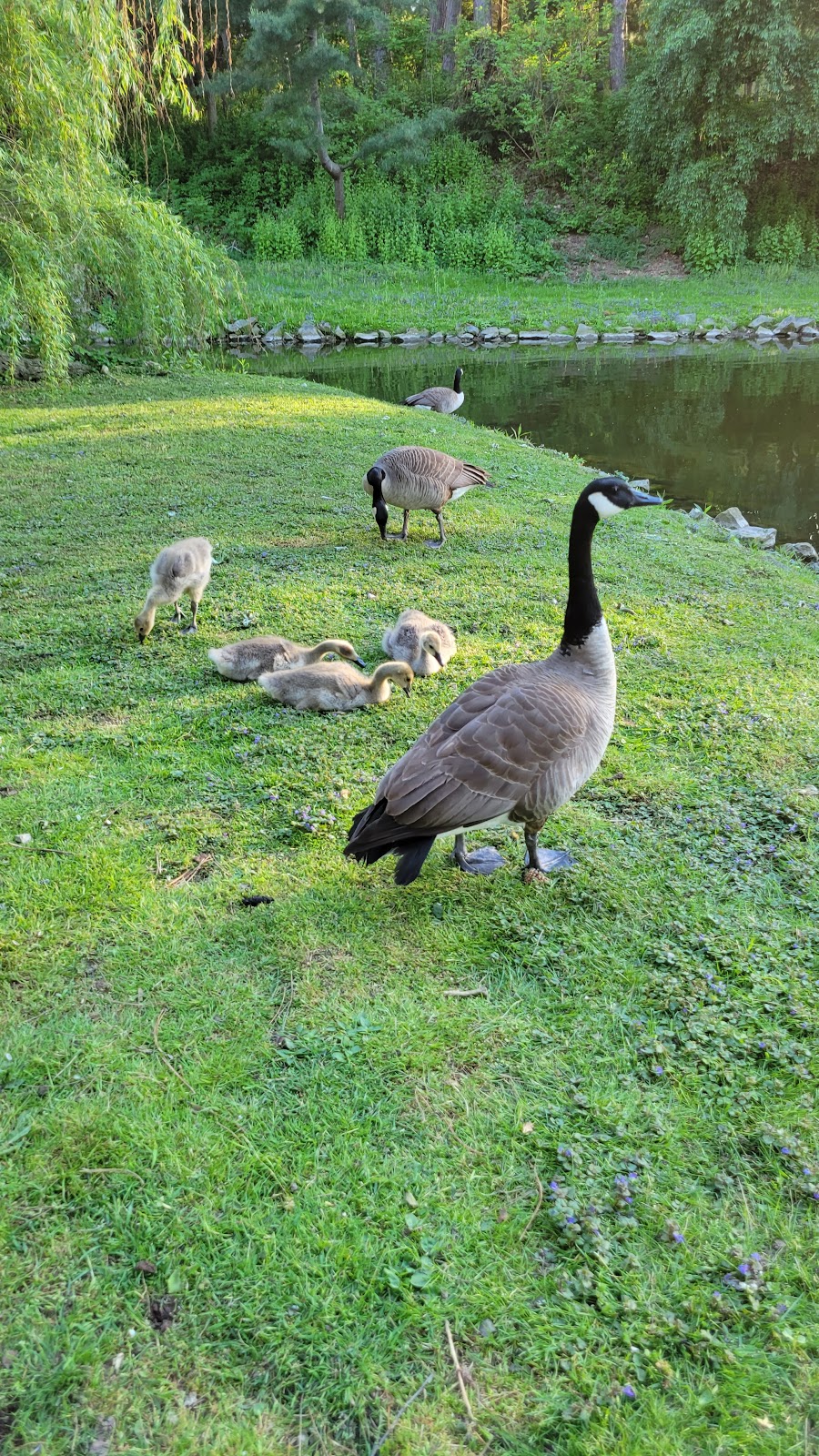 Happy Rolphs Animal Farm | 650 Read Rd, St. Catharines, ON L2R 7K6, Canada | Phone: (905) 688-5600