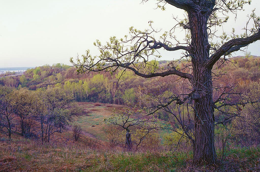 St. Croix Savanna Scientific and Natural Area (SNA) | Osprey Blvd, Bayport, MN 55003, USA | Phone: (651) 259-5800