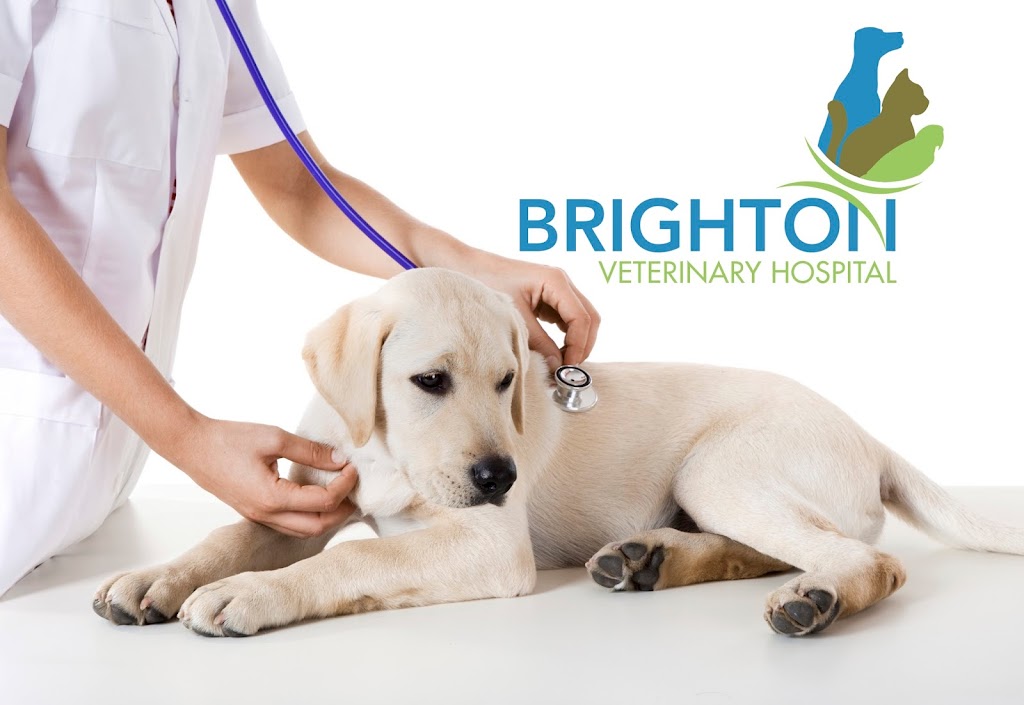 Brighton Veterinary Hospital | 2615 Mississippi St, New Brighton, MN 55112, USA | Phone: (651) 636-1063