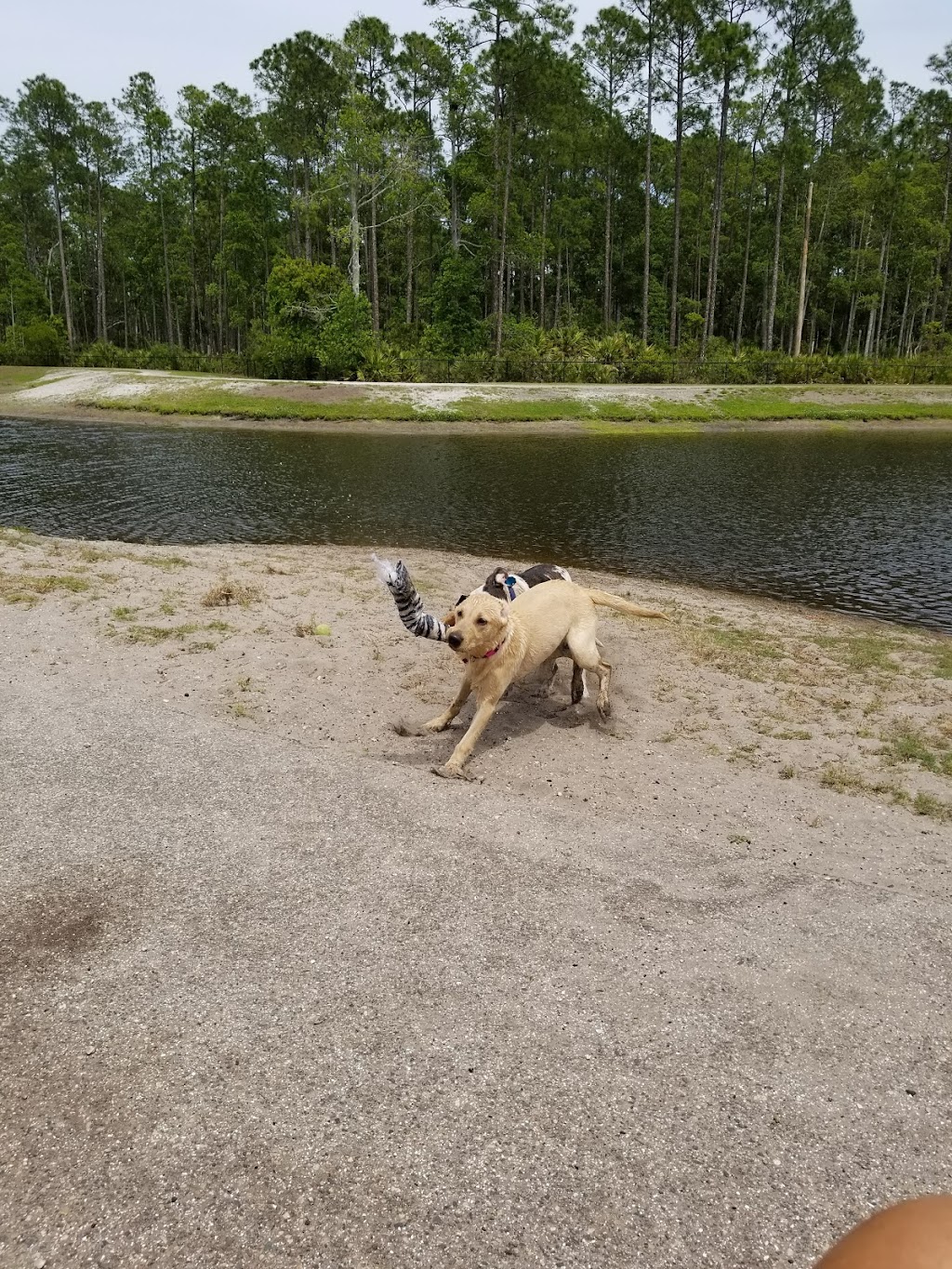 Nocatee Community Dog Park | 707 Nocatee Center Way, Ponte Vedra Beach, FL 32081, USA | Phone: (800) 662-2833