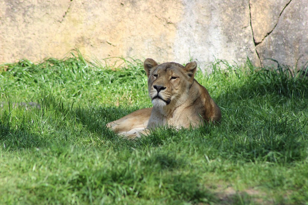 African Lion Habitat | Asheboro, NC 27205, USA | Phone: (800) 488-0444