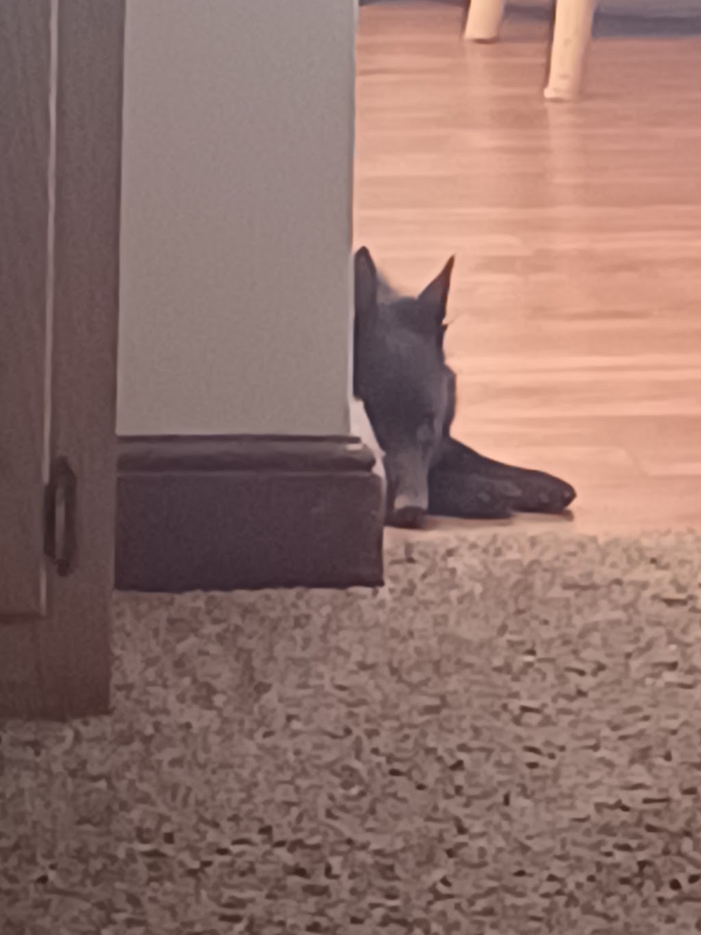 Braden Run Animal Hospital | 216 Braden Run Rd, Waynesburg, PA 15370, USA | Phone: (724) 627-5079