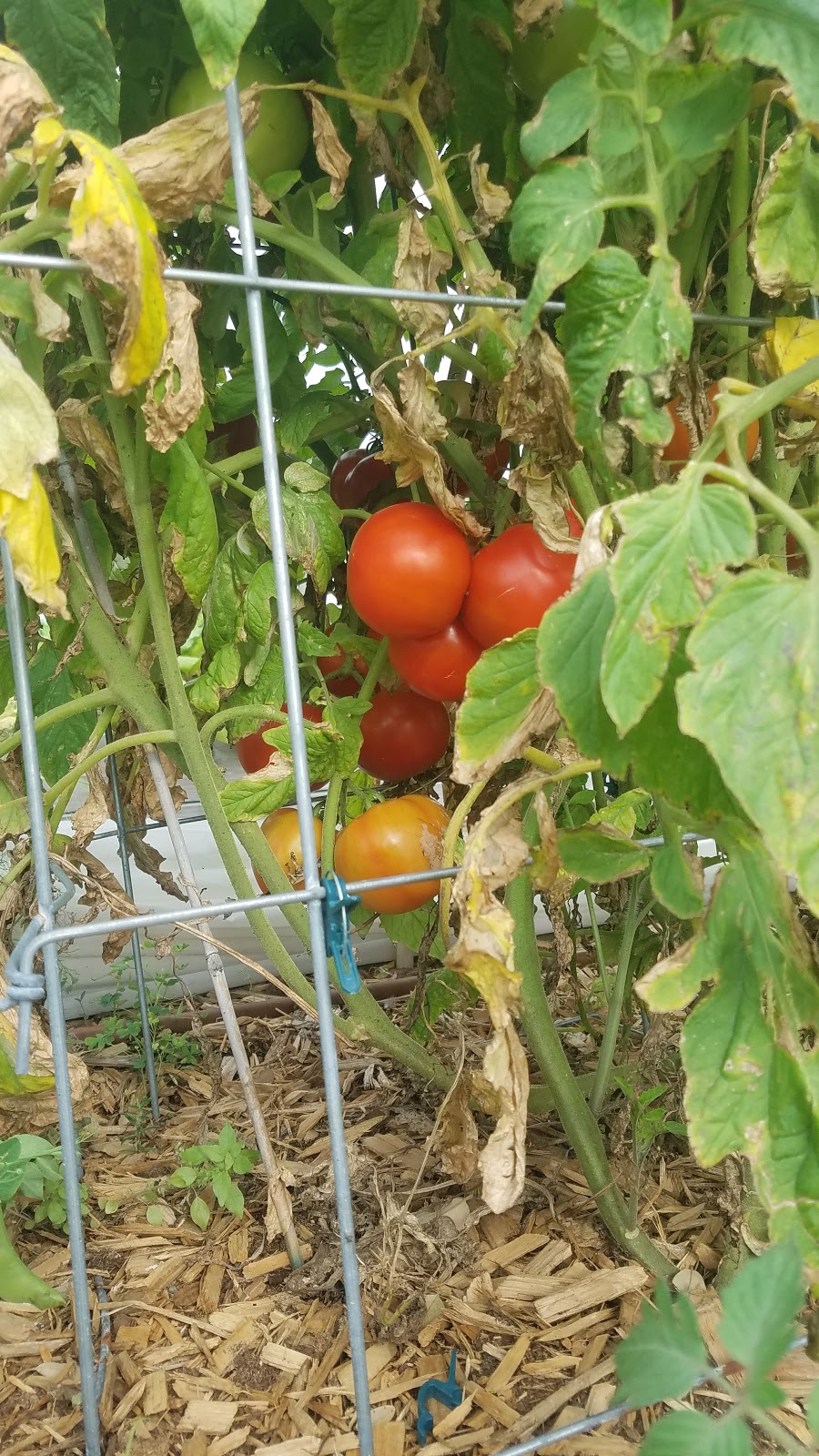 Aransas County Community Garden | 801 S Live Oak St, Rockport, TX 78382, USA | Phone: (361) 463-6932