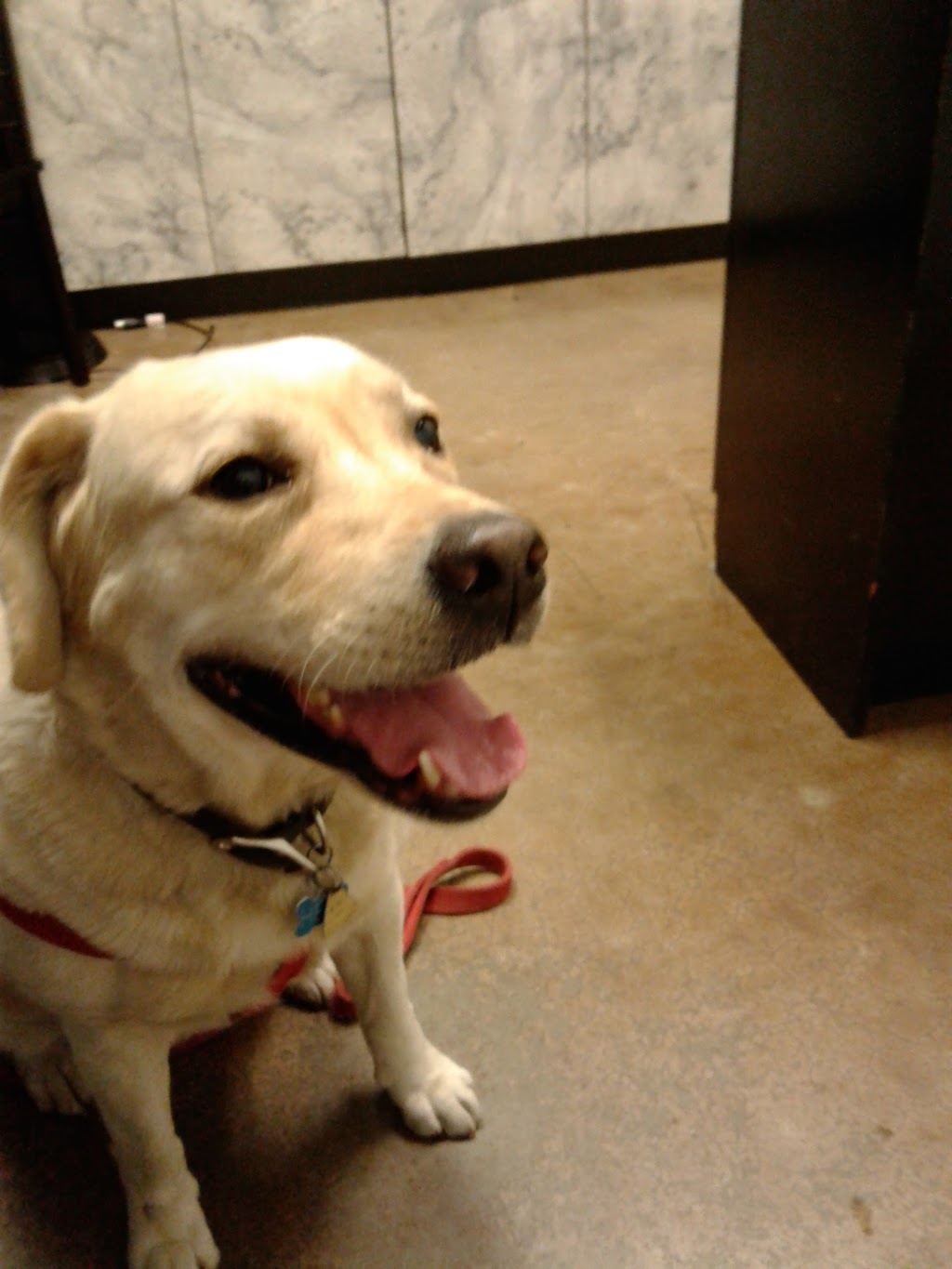 Ontario Spay and Neuter | 750 N Archibald Ave, Ontario, CA 91764, USA | Phone: (844) 676-7387