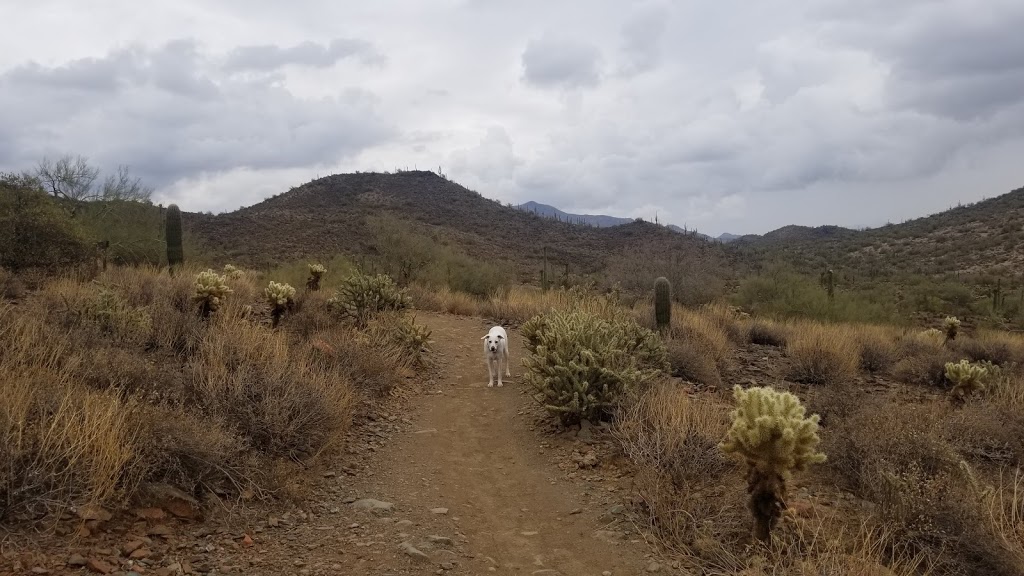 Cave Creek Trail Rides | 37019 N 32nd St, Cave Creek, AZ 85331, USA | Phone: (623) 742-6700