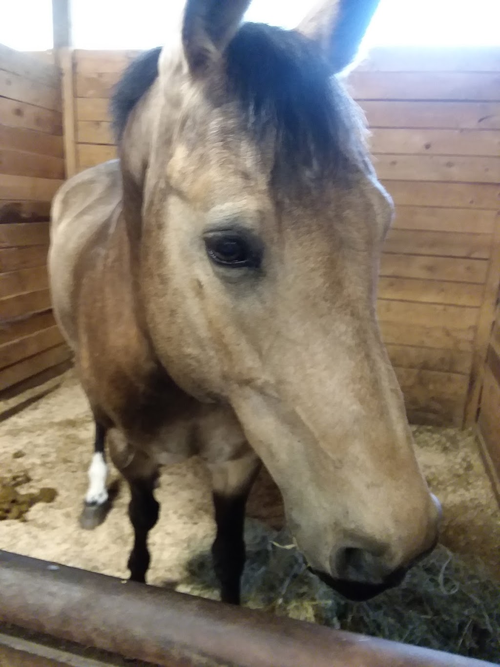 New Horizon Stables | 586 Pearse Rd, Schenectady, NY 12309, USA | Phone: (518) 698-3391