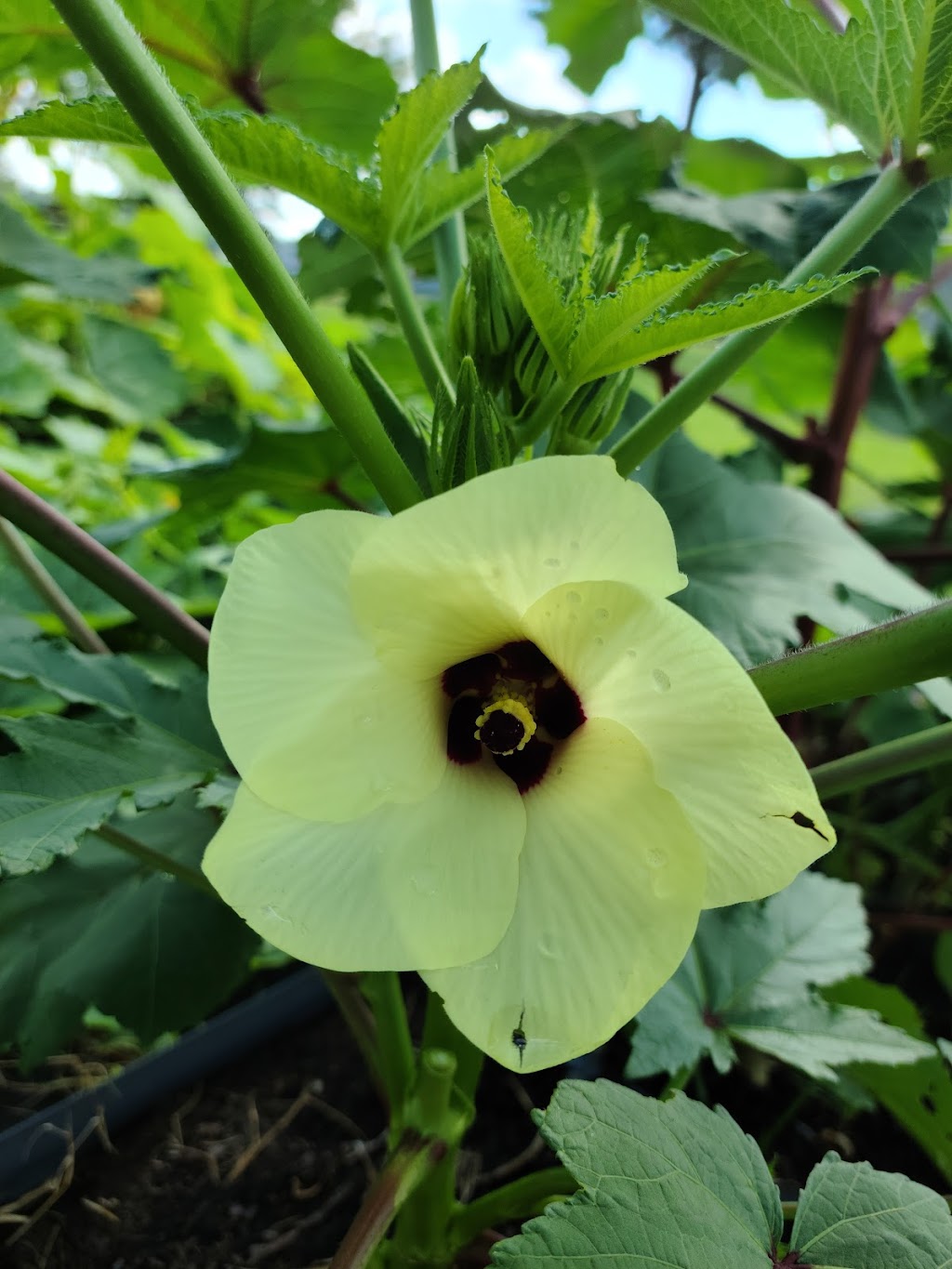 Pollinator Haven Garden | 2420 Tramway Rd, Sanford, NC 27330, USA | Phone: (919) 775-5624