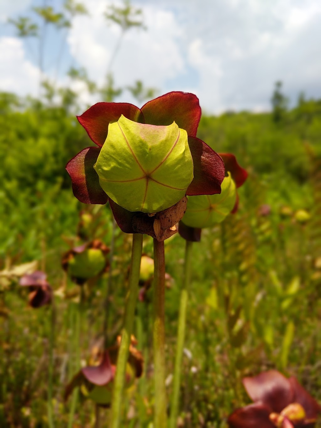 Triangle Lake Bog State Nature Preserve | Ravenna, OH 44266 | Phone: (240) 727-3330