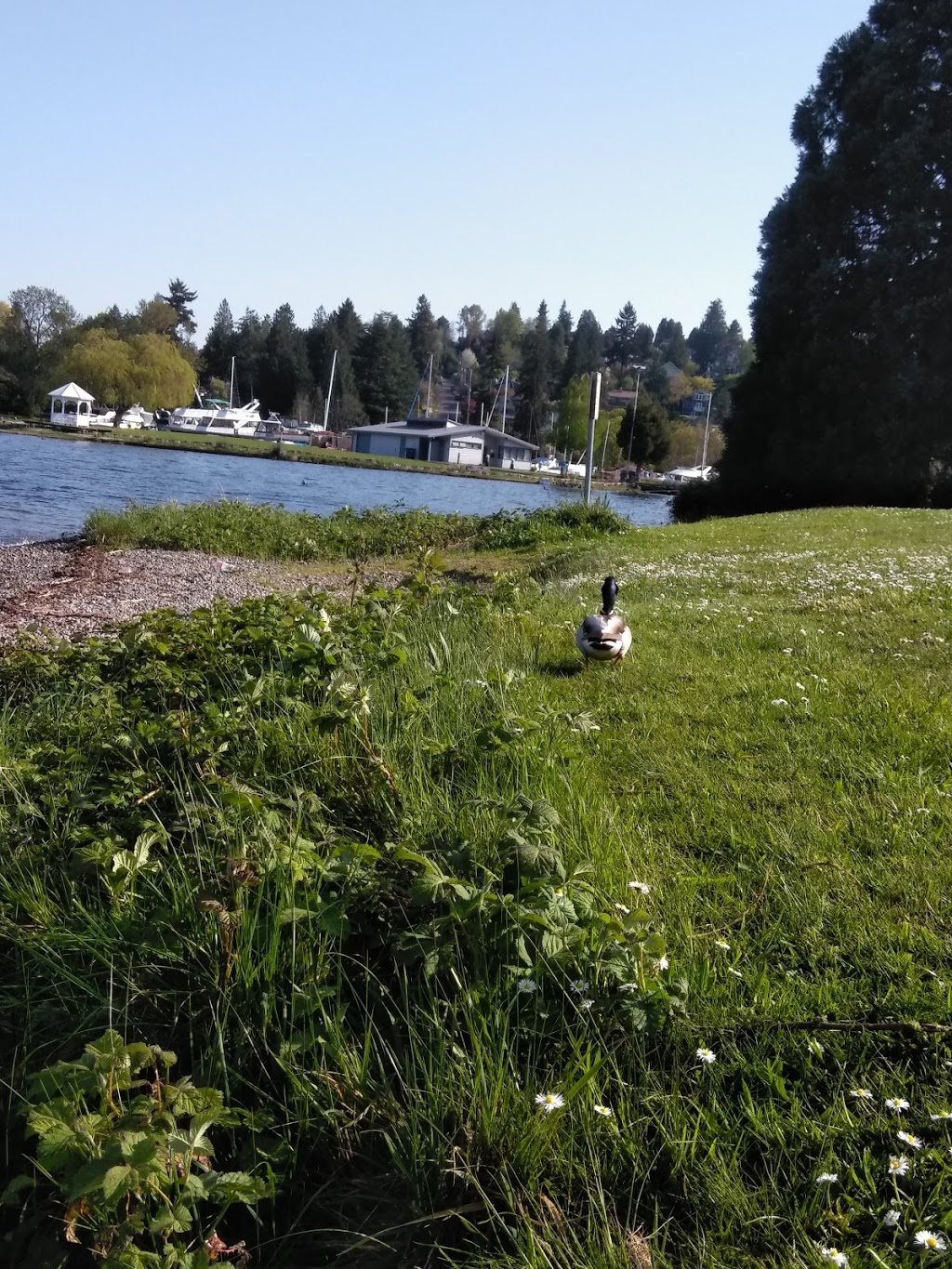 Adams Street Boat Ramp | Lake Washington Blvd S & S Adams St, Seattle, WA 98118, USA | Phone: (206) 684-4075