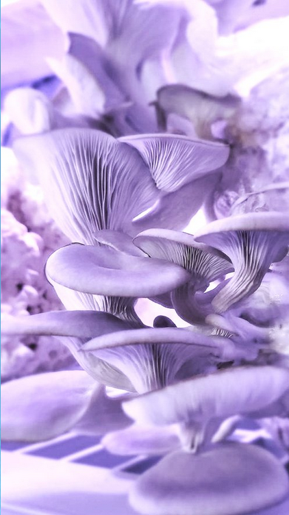 The Fungus Factory | 4774 E Greenland Rd, Larkspur, CO 80118, USA | Phone: (720) 670-2918