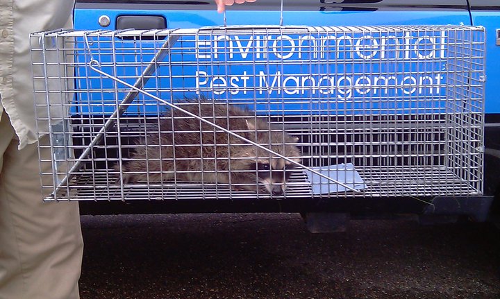 Environmental Pest Management | 11975 Portland Ave Ste. 122, Burnsville, MN 55337, USA | Phone: (952) 432-2221