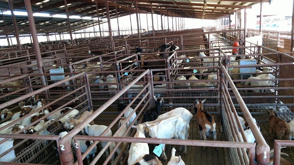 Escalon Livestock Market Inc | 25525 Lone Tree Rd, Escalon, CA 95320, USA | Phone: (209) 838-7011