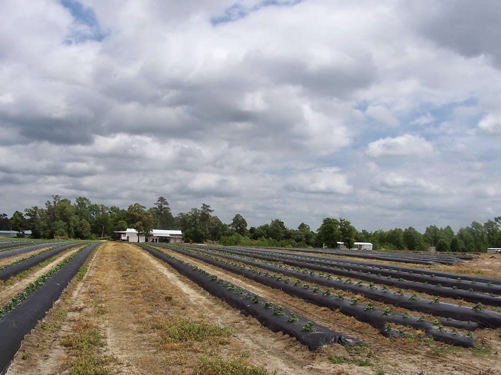 Cox Farm Produce | 547 Dobbersville Rd, Goldsboro, NC 27530, USA | Phone: (919) 689-9383