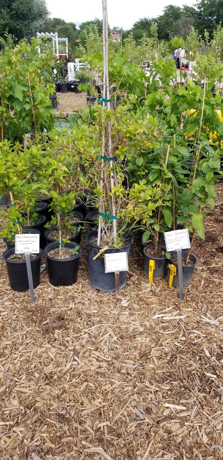 Albuquerque Water Gardens & Nursery | 1800 Candelaria Rd NW, Albuquerque, NM 87107, USA | Phone: (505) 246-8278