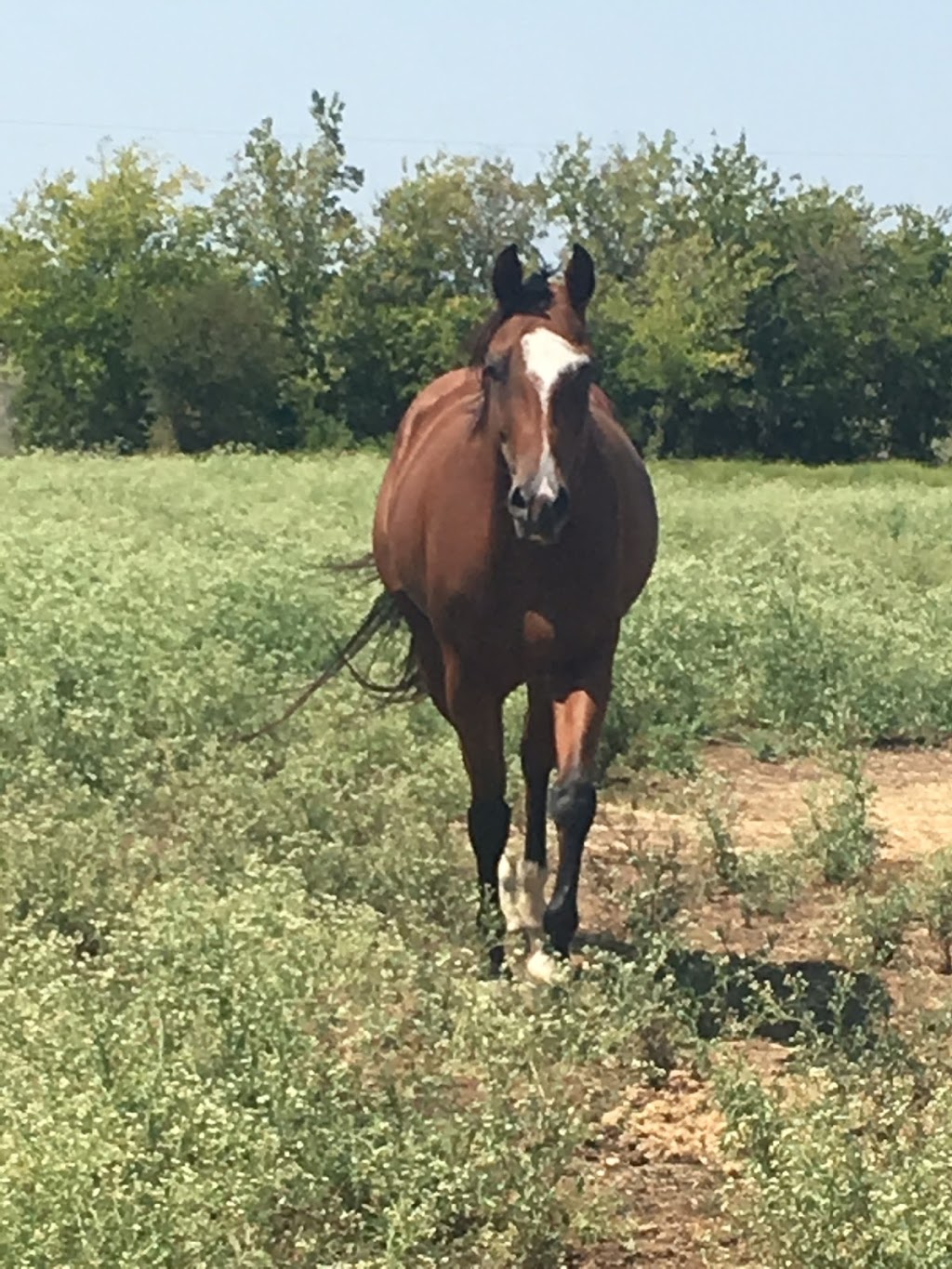 Lake Trail Stables | 5490 Rocky Creek Park Rd, Crowley, TX 76036, USA | Phone: (817) 291-8163