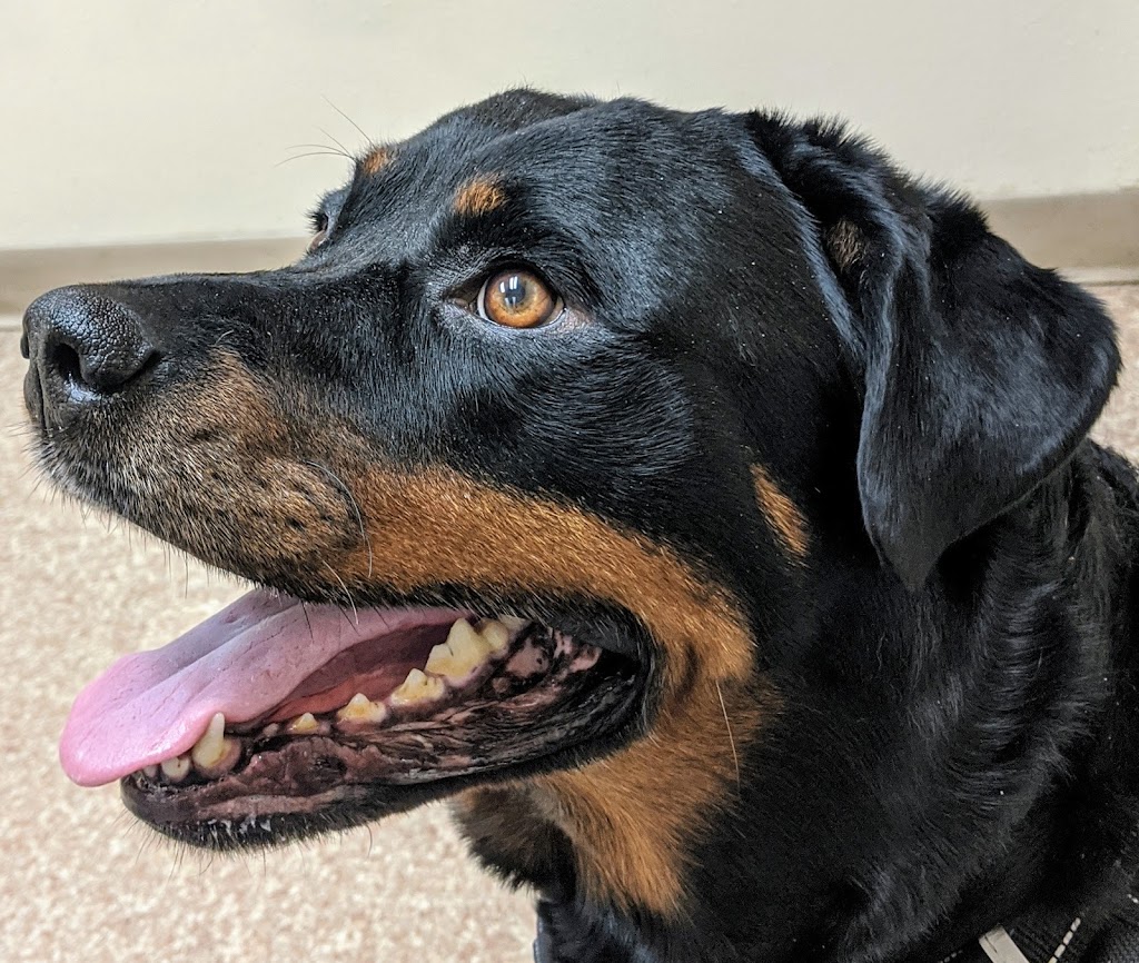 Apollo Beach Animal Hospital | 5998 N U.S. Hwy 41, Apollo Beach, FL 33572, USA | Phone: (813) 645-9567