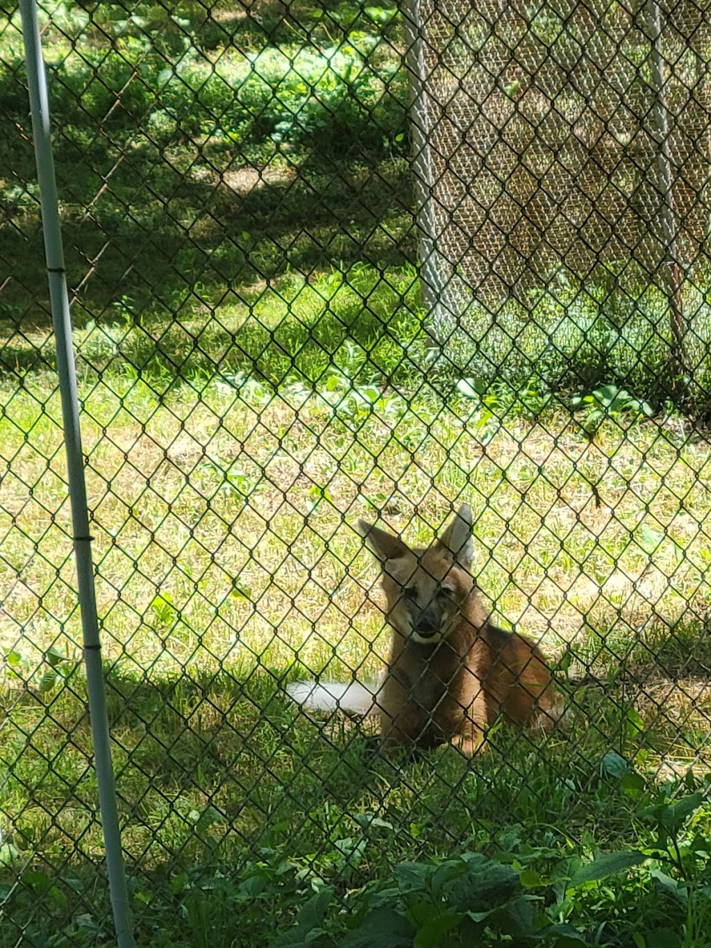 Endangered Wolf Center | 6750 Tyson Valley Rd, Eureka, MO 63025, USA | Phone: (636) 938-5900