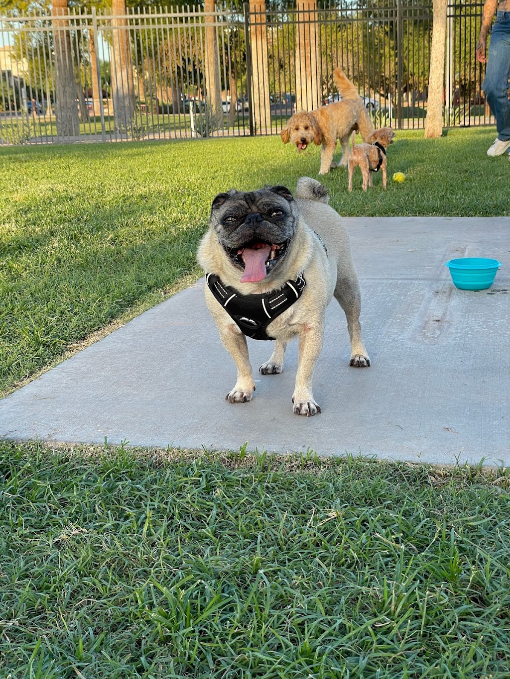 Hance Park Dog Park | 323 W Culver St, Phoenix, AZ 85003, USA | Phone: (602) 262-6011