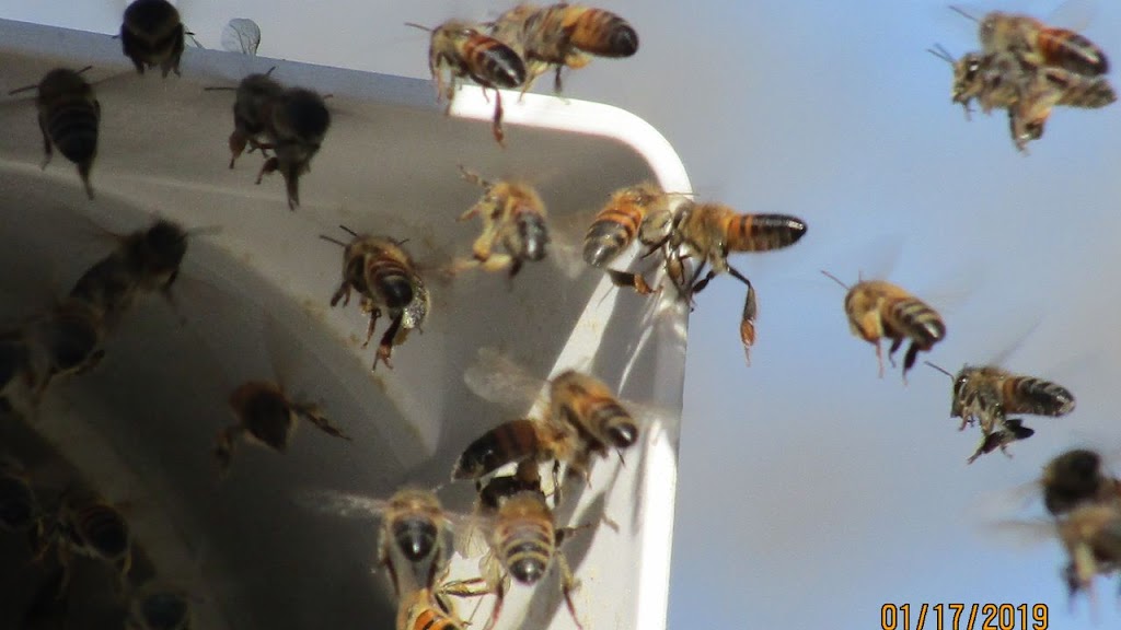 Browns Bee Removal & Apiary | 384 hcr 1250, Whitney, TX 76692, USA | Phone: (682) 433-3393